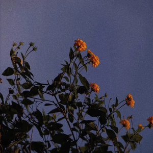 Japanese❌❌❌老师
